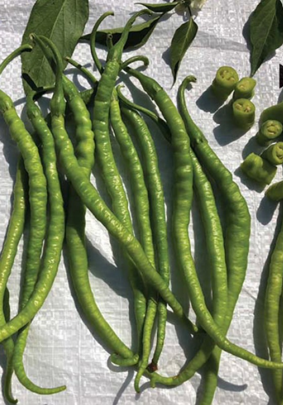 Nilsu F1 Kıl Tatlı Biber 